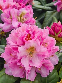 Rhododendron - Arbre à roses - RHODODENDRON hybride 'Scintillation' - Terre de bruyère