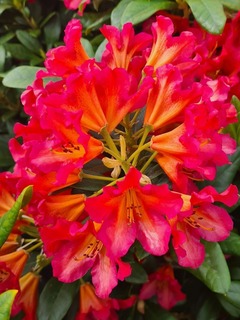 Rhododendron Scyphocalix