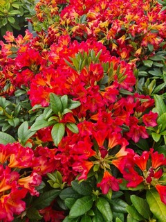 Rhododendron - Arbre à roses - RHODODENDRON hybride 'Scyphocalix' - Terre de bruyère
