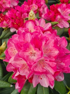 Rhododendron - Arbre à roses - RHODODENDRON yakushimanum 'Fantastica' - Terre de bruyère