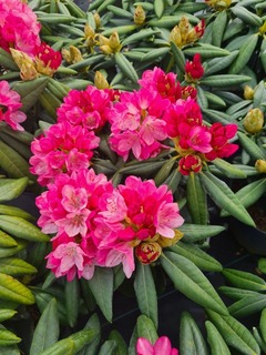 Rhododendron yakushimanum Fantastica