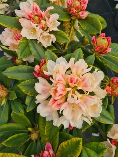 Rhododendron yakushimanum Golden Torch