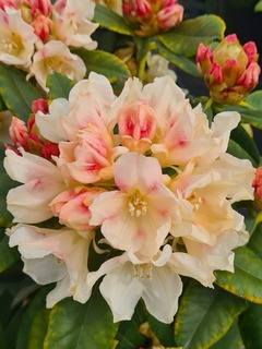 Rhododendron - Arbre à roses - RHODODENDRON yakushimanum 'Golden Torch' - Terre de bruyère