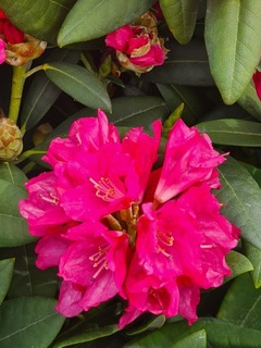 Rhododendron - Arbre à roses - RHODODENDRON yakushimanum 'Sneezy' - Terre de bruyère