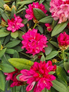 Rhododendron yakushimanum Sneezy