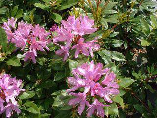Rhododendron sauvage - RHODODENDRON ponticum - Arbuste