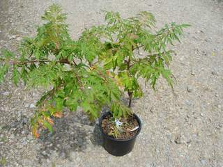 Sumac de Virginie, ou vinaigrier - RHUS typhina Laciniata - Petit arbre