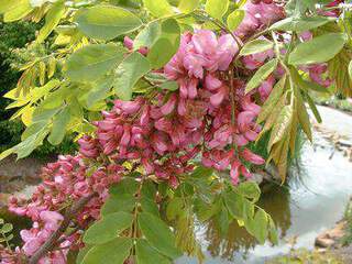 Robinier, Faux acacia - ROBINIA pseudoacacia 'Boyntonii ' - Petit arbre