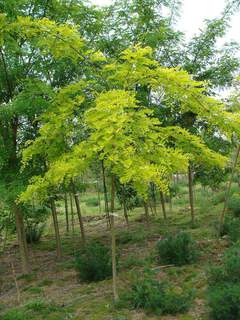 Robinier, Faux acacia - ROBINIA pseudoacacia 'Frisia' - Arbre