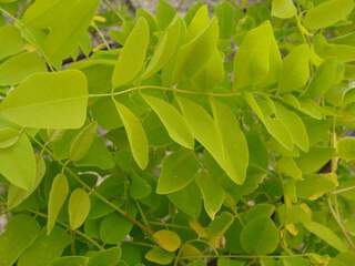 ROBINIA pseudoacacia 'Frisia' 400x300