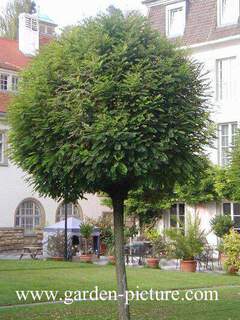 robinia pseudoacacia Umbraculifera