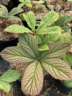 Rodgersia à feuilles pennées - RODGERSIA pinnata - Vivace