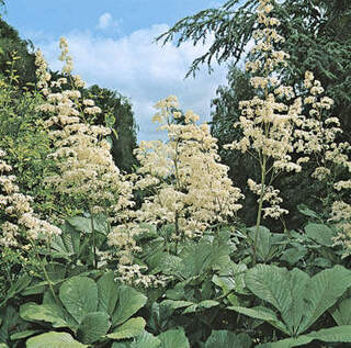 Rodgersia aesculifolia