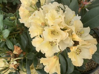Rhododendron - Arbre à roses - RHODODENDRON hybride 'Horizon Monarch' - Terre de bruyère