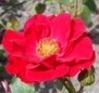 Rosier Alain