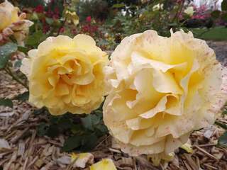ROSIER grande fleur 'Amatsu Atome'® - ROSIER grande fleur 'Amatsu Otome'® - Rosier