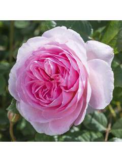 Rosier anglais - ROSIER 'The ancient Mariner®' - Rosier