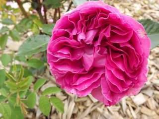 ROSIER grande fleur 'Bernadette Lafont'® - ROSIER grande fleur 'Bernadette Lafont'® - Rosier