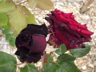 ROSIER grande fleur 'Black Baccara'® - ROSIER grande fleur 'Black Baccara'® - Rosier