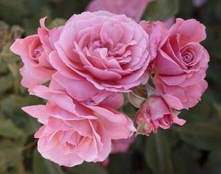 ROSIER à fleur groupée 'Boticelli' - ROSIER à fleur groupée 'Botticelli ® - Rosier