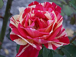 ROSIER grande fleur 'Brocéliande'® - ROSIER grande fleur 'Brocéliande'® - Rosier