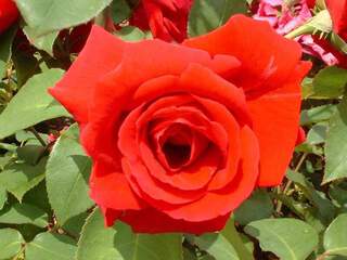 Rosier à grandes fleurs - ROSIER grande fleur 'Ena Harkness'® - Rosier