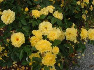 ROSIER 'Friesia'  à fleur groupée