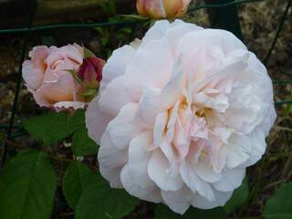 ROSIER anglais - ROSIER 'The generous Gardener®' - Rosier