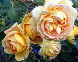 Rosier anglais - ROSIER 'Golden Celebration®' - Rosier