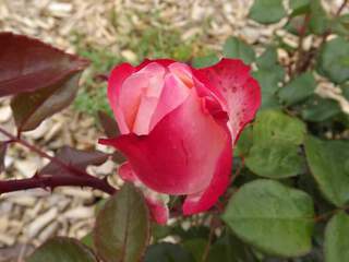 Rosier à grandes fleurs - ROSIER grande fleur 'La Garçonne'® - Rosier