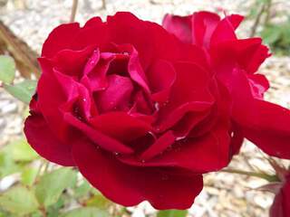 Rosier à fleurs groupées - ROSIER 'Lili Marleen' - Rosier