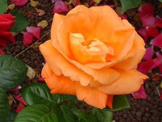 Rosier à grandes fleurs - ROSIER 'Louis de Funès®' - Rosier