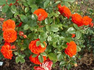Rosier grande fleur  'Orange Sensation' - ROSIER à fleur groupée 'Orange Sensation' - Rosier