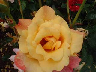 Rosier à grandes fleurs - ROSIER grande fleur 'Sutter Gold'® - Rosier