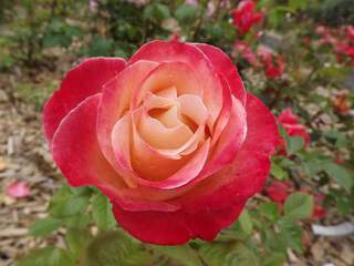 Rosier à grandes fleurs - ROSIER grande fleur 'Vendée Impériale'® - Rosier