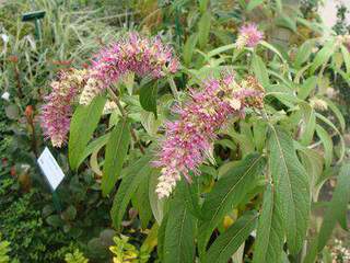 Menthe en arbre - ROSTRINUCULA dependens - Arbuste