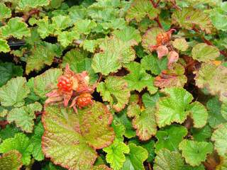 Ronce d'ornement persistante - RUBUS 'Betty Ashburner' - Arbuste