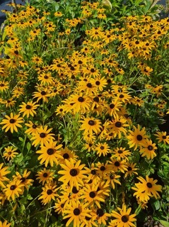 Rudbeckia fulgida Deamii (2)-redimensionne-taille-600x804