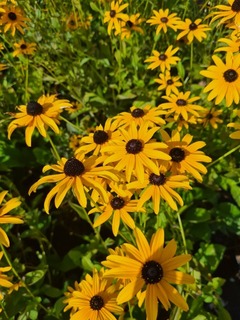 Rudbeckia - RUDBECKIA fulgida 'Deamii' - Vivace