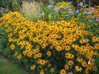 Rudbeckia - RUDBECKIA fulgida 'Goldstrum' - Vivace