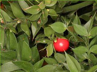 Ruscus-aculeatus