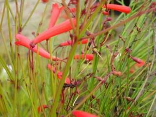 Plante corail - RUSSELIA juncea - Petit arbre