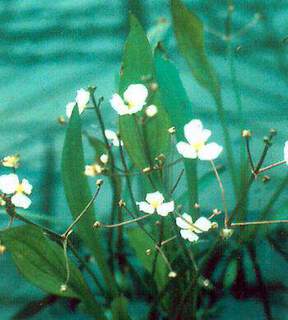 Sagittaria graminea