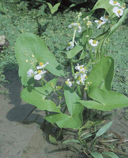 Sagittaria latifolia