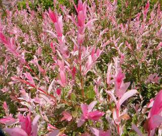 Saule crevette - SALIX integra 'Hakuro nishiki' - Arbuste