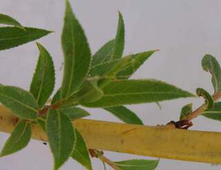 Saule - SALIX alba 'Nova' - Petit arbre