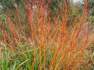 Saule doré - SALIX alba 'Vitellina' - Petit arbre