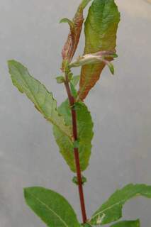 SALIX caprea 200 x 300