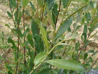 Saule des chèvres, Saule marsault. - SALIX caprea - Petit arbre