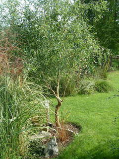 salix erythroflexuosa